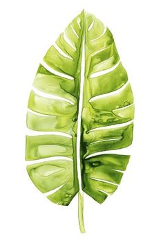 a green leaf on a white background