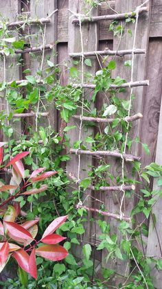 some red and green plants next to a wooden fence with vines growing up it's sides