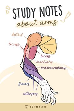 the anatomy of an anatomic leg and its corresponding parts, including brachio - medial extenseums