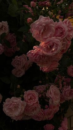 pink flowers are blooming on the outside of a building at night with light coming from behind them