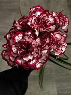 red and white carnations in someone's hand on the ground, top view