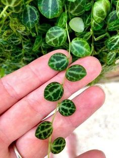 a person holding some green plants in their hand