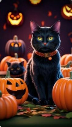 a black cat sitting in front of pumpkins and jack - o'- lanterns