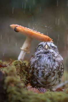 an owl is standing in the rain next to a small orange mushroom on top of it's head