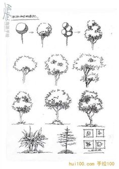 various types of trees are shown in this drawing