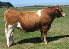 a brown and white cow standing on top of a grass covered field