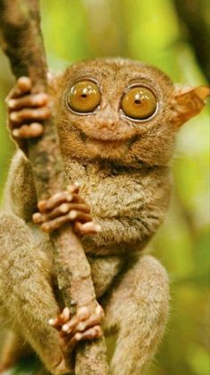 a small brown animal sitting on top of a tree branch with eyes wide open and looking at the camera