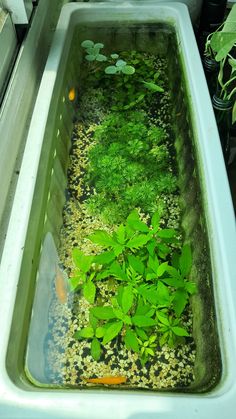 an outdoor pond filled with water plants and algae in the middle of it's life cycle