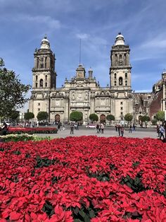 red poinsettias in front of a large building with two towers on top