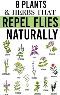 the 8 plants and herbs that repel flies naturally poster is shown in green, black, and white