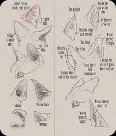 an image of how to draw a cat's head with pencils on paper