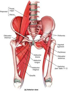 Nervus Vagus, Yin Yoga Sequence, Human Anatomy And Physiology, Medical Anatomy, Body Anatomy