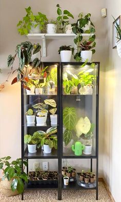 plants are growing in the glass case on the floor next to shelves with potted plants