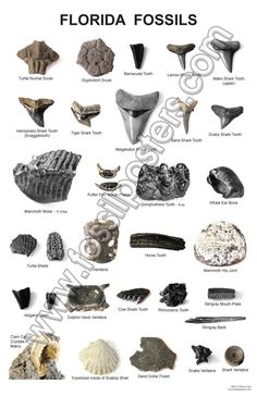 the different types of florida fossils are shown in this poster, which includes an image of