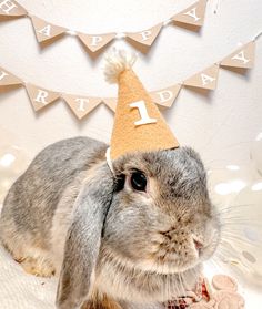 a rabbit wearing a birthday hat on top of it's head