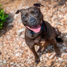 a brown dog sitting on top of a pile of wood chipping next to a bush