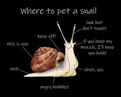 a snail with the words where to pet a snail on it's back side