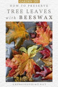 the book how to preserve tree leaves with beeswax