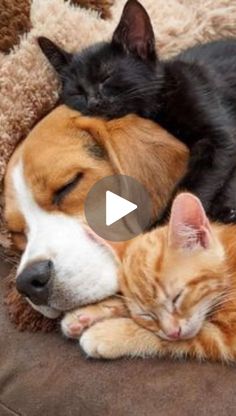 two cats and a dog are sleeping together