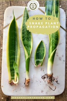 how to snake plant propagation on a cutting board with text overlay that reads, how to snake plant propagation