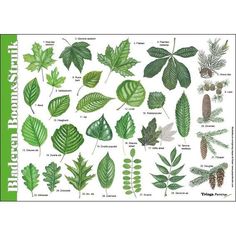 a poster with different types of leaves and plants on it's sides, including pine cones