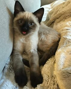 a siamese cat laying on top of a couch