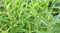 some green plants that are growing in the grass