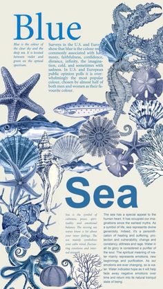 an illustration of blue sea animals and seashells