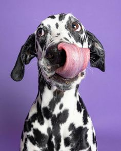 a dalmatian dog sticking its tongue out and looking at the camera on a purple background