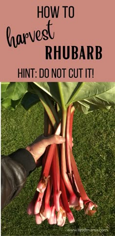 rhubarb plant with the title how to harvest rhubarb hintt do not cut it