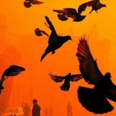 silhouettes of birds flying in the air with orange sky behind them and people standing around