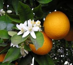 an orange tree with two oranges and flowers on it