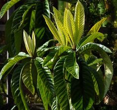 a green plant with lots of leaves on it