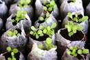 several pots with plants growing in them