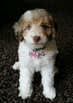 a small white and brown dog sitting on top of a carpet