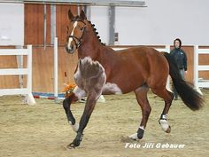 a horse running around in an indoor arena