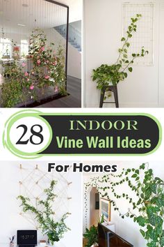 indoor vine wall ideas for homes that are easy to do and great for the garden