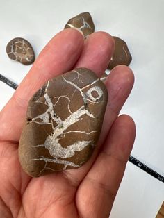 a person holding some rocks in their hand