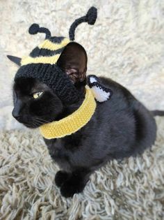 a black cat wearing a knitted bee hat