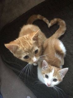 two kittens are looking up at the camera