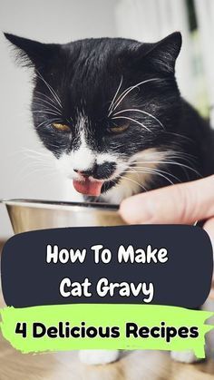 a black and white cat eating out of a metal bowl with the title how to make cat gravy 4 delicious recipes