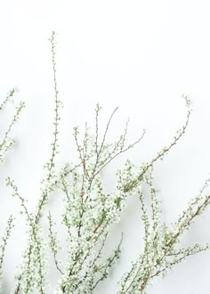 some white flowers are in a vase on the table