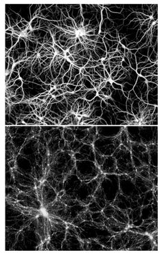 two different views of the same cell