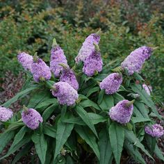 purple flowers are blooming in the middle of green leaves and shrubbery behind them