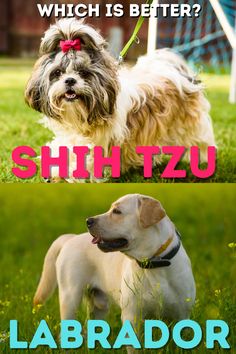 In this we will help you choose between a Shih Tzu and a Labrador Retriever based on your lifestyle and preferences. Whether you're looking for a pint-sized cuddle buddy or a lively adventure partner, we've got you covered!