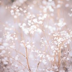 small white flowers are growing in the grass