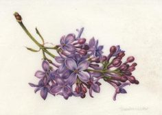 a drawing of purple flowers on a white background