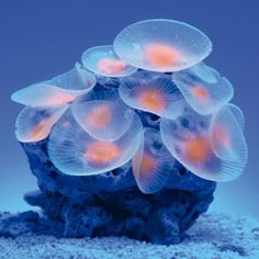 a group of jellyfish sitting on top of a rock