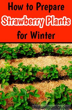 strawberry plants growing in soil with text overlay how to prepare strawberry plants for winter