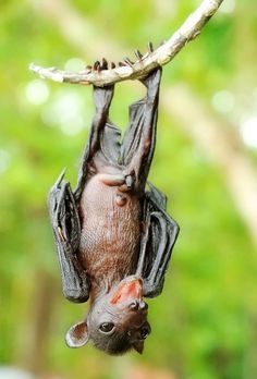 a bat hanging upside down on a tree branch